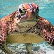 I am Turtle