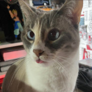 GatitoBlutuch