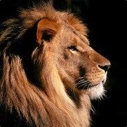 Alpha チア五