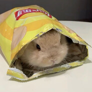 bunni