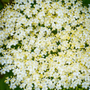 Hyldeblomst
