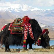Mayoungnase