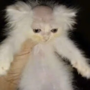 Jaketsu