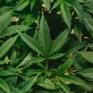 CANNABISッ