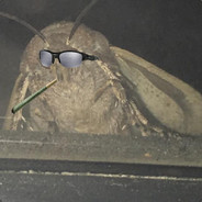 Baked Moth