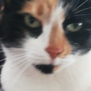 Snobxy