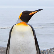 PenguinPropaganda