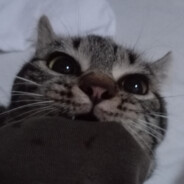 Blinchik