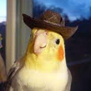 Kaique Panaro