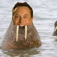 {Sexy boys} Elon Tusks
