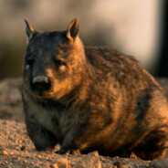 Wombat