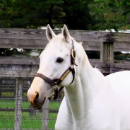 Stop horsing around