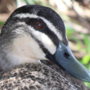 DuckingHeights