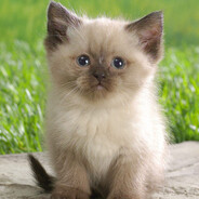 Аватар сообщества Steam