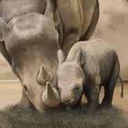 RHINOMANBABY456