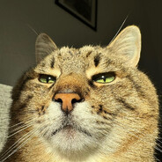 Birthday Cat
