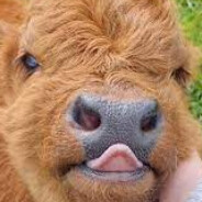 baby cow meat