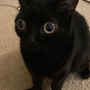 sam