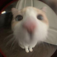 zxnetka