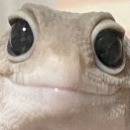 Lizard