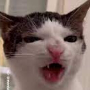 Crunchy Cat