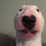 Bingus