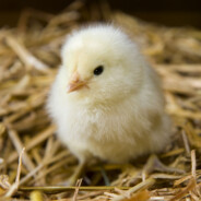 chicken little