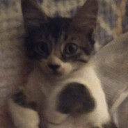 Gatito Deprimido