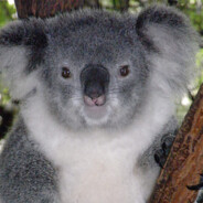 KOALA KARHU