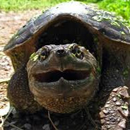 a ♥♥♥♥♥♥♥ TURTLE
