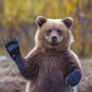 Waxbear