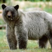 GlacierBear