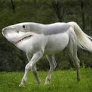 shark horse