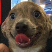 Andi