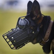 K-9
