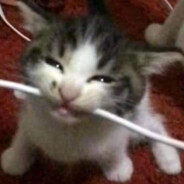 Cattus