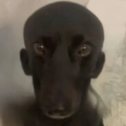NIGGАДЯЙ