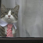 Cat_Boris