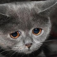 Некрозоофил