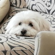 JMelNoob