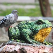Pidgeon Frog