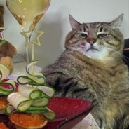 Cat Barkan