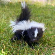 skunkwizard