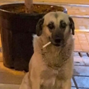 Sad Kangal
