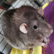 Nipple Biting Rat