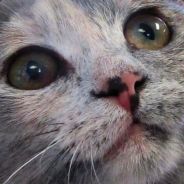catladygodiva