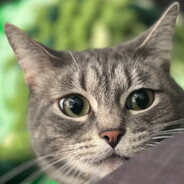 Meowizza