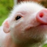 Little piggie