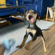 diekinhaswill