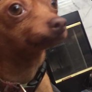 Santino